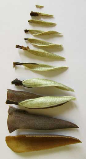 マトリョーシカのようにホオノキの冬芽に収まっている９枚の銀色の幼葉と芽鱗