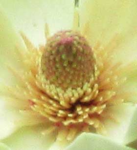 雄性期になり始めたホオノキの花のしべ部分