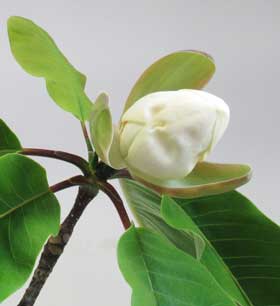 萼状花被片が完全に開いて乳白色の花弁状花被片の玉のような蕾が姿を現したホオノキの花