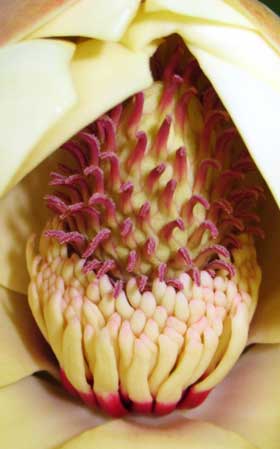 初夏に雌しべが開いて雄しべが閉じている雌性期ホのオノキの花のしべ部分