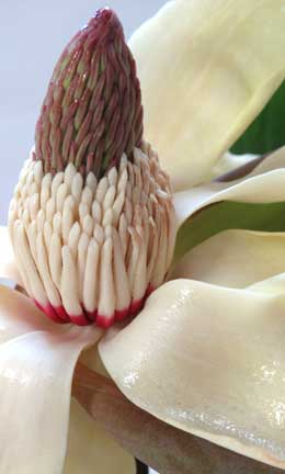 花被片の内側に粘性のある芳香成分が光っているホオノキの花
