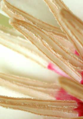 ホオノキの花の雄しべから出る美しい花粉