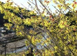 早春の名栗川と黄色いマンサクの花