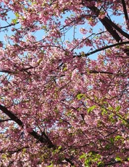 早春を彩る濃いピンク色の桜