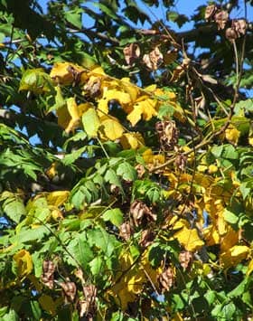黄葉と一緒に見られる枯れ色になって木にぶら下がるモクゲンジの実