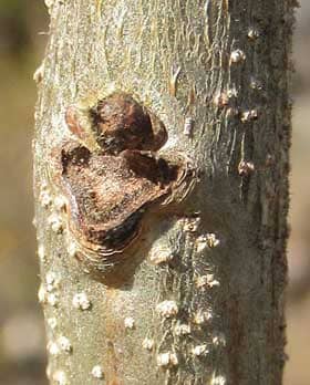 正面から見たモクゲンジの冬芽と葉痕