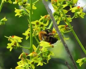 モクゲンジの花とミツバチ
