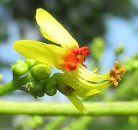 花粉が出ているモクゲンジの美しい雄花の　拡大
