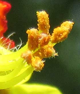 葯が開いて花粉を出すモクゲンジの雄花　拡大