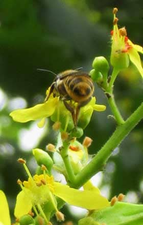 モクゲンジの花に潜り込むミツバチ
