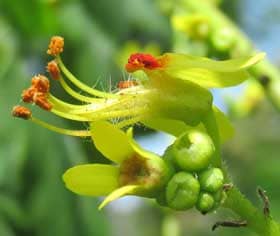 花粉を出す朱色の付属体が目立つモクゲンジの雄花