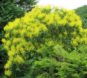 黄色い樹冠が目立つ花期のモクゲンジ