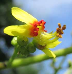数珠の実がなるといわれる美しいモクゲンジの黄色い花