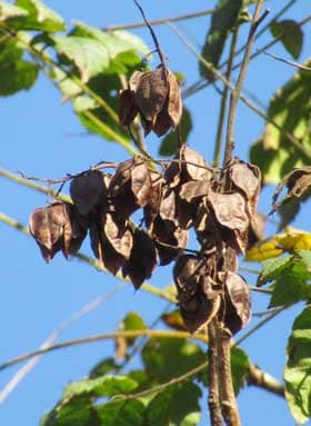 褐色の実のなる秋のモクゲンジの木