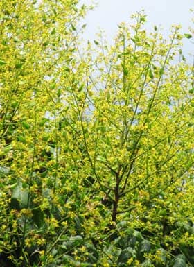 円錐花序を埋め尽くす黄緑色の実と黄色の美しい花が混在する花期終盤のモクゲンジ