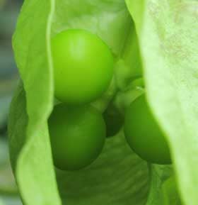 グリーンピースみたいなモクゲンジの未熟果の中の種子の様子　拡大