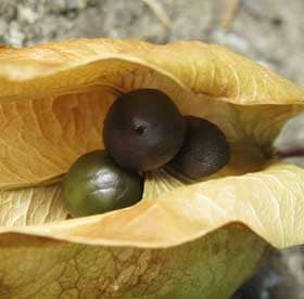果皮が褐色になって種子が緑色から黒色に変化しているモクゲンジの実