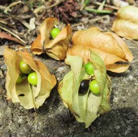 果皮が緑色から褐色、種子が黄緑色から黒褐色となった落果しているモクゲンジに見る実の成長過程