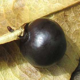 黒くなったモクゲンジの未熟種子