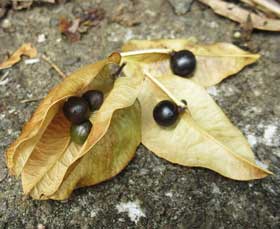 数珠の実がなるといわれる若いモクゲンジの実と種子