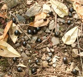 ８月中旬、種子が散らばって落ちているモクゲンジの実