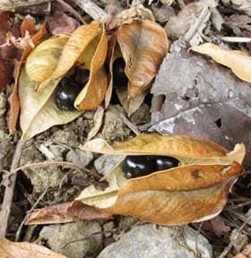 樹下に落ちた褐色のモクゲンジの実と黒い種子