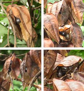 完熟した褐色の実から種子が見えるモクゲンジの木