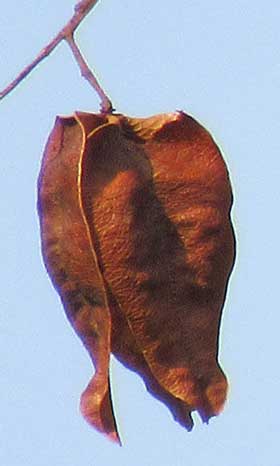 袋のような形をした乾燥して赤褐色になったモクゲンジの実