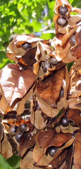 褐色の実から完熟した種子が見えるモクゲンジ