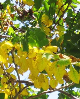 モクゲンジの黄葉