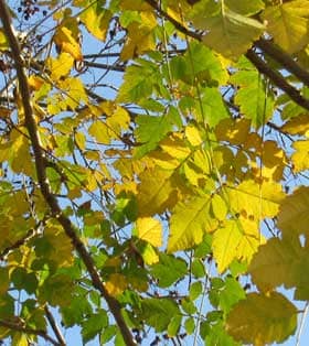 晩秋のモクゲンジの黄葉
