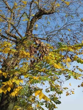 晩秋の黄葉したモクゲンジの木