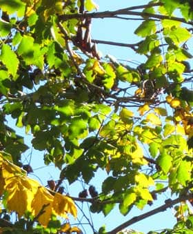 緑色から黄色へと変化するモクゲンジの葉