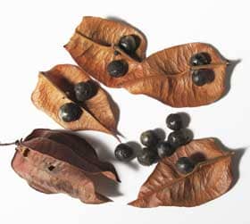 数珠の実がなるモクゲンジの実と種子