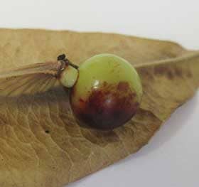 胎座とつながるモクゲンジの黄緑色から褐色へ変色中の種子