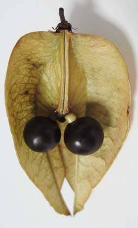 胎座とつながるモクゲンジの黒くなった種子