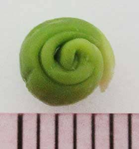 ５mm位の大きさの熟したモクゲンジの若い種子の胚