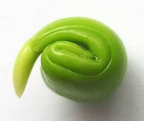 巻物のように子葉部分が丸まったモクゲンジの緑色の胚