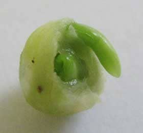 薄皮の中で育つモクゲンジの未熟な胚