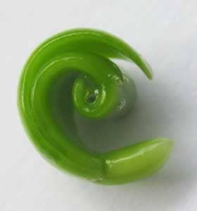 モクゲンジの未熟種子の中のきれいな緑色をした形成中の子葉　
