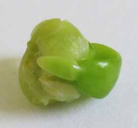 モクゲンジの黄緑色の未熟種子の生育過程にある嘴のような葉痕を持つ胚