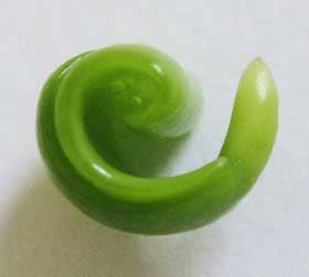 モクゲンジの黄緑色の未熟種子の生育過程にある胚　巻いた子葉の中央に粘液が溜まっている