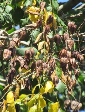 ９月中旬、黄葉し始めたモクゲンジの木に熟して暗褐色になったモクゲンジの実の房