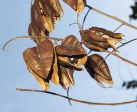 秋、木の下に落ちていた果皮がボロボロになったモクゲンジの実と種子