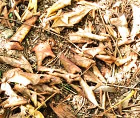 秋、木の下に落ちていたモクゲンジの葉と種子
