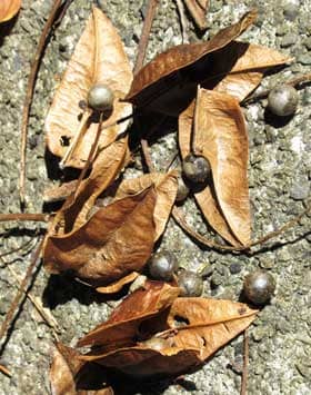秋、木の下に落ちていたモクゲンジの実
