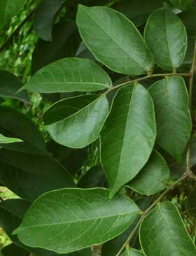 オオモクゲンジの葉
