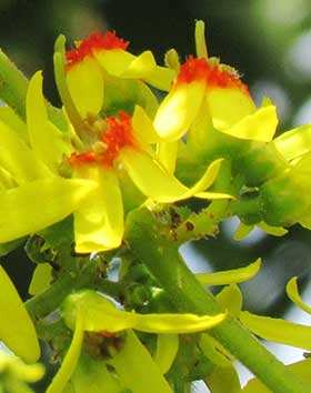 黄色いオオモクゲンジの花