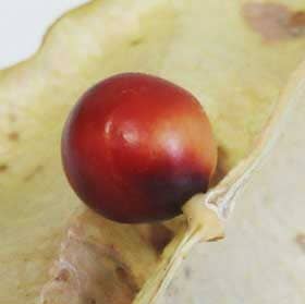 赤くなったオオモクゲンジの種子
