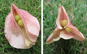 淡い黄緑色〜クリーム色の種子が覗いて見えるオオモクゲンジのピンク色の実
